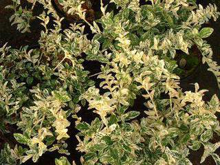 EUONYMUS fortunei harlequin