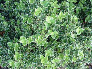 Fusain - EUONYMUS fortunei 'Emerald gaiety' - Arbuste