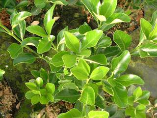 EUONYMUS japonica