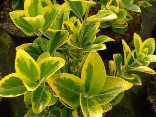 Fusain - EUONYMUS japonica 'Aureo marginata - Arbuste