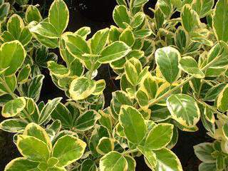 Fusain du Japon - EUONYMUS japonicus 'Président Gauthier' - Arbuste