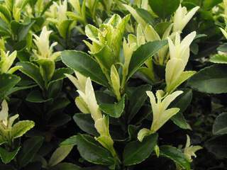 Fusain - EUONYMUS japonicus 'Paloma Blanca' - Arbuste