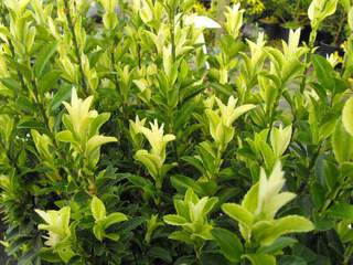 EUONYMUS Paloma blanca