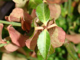 Euonymus fortunei Tutsin