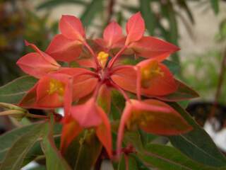 Euphorbe - EUPHORBIA griffithi 'Fire Glow' - Vivace