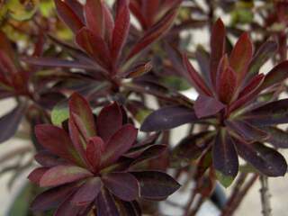 Euphorbe - EUPHORBIA amygdaloides 'Purpurea' - Vivace