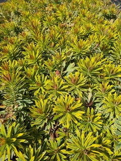 Euphorbe - EUPHORBIA 'Ascot rainbow'® - Vivace