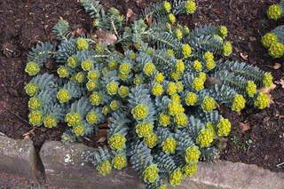 Euphorbe de Corse - EUPHORBIA myrsinites - Vivace