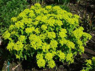 Euphorbe - EUPHORBIA polychroma - Vivace