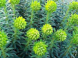 Euphorbe - EUPHORBIA chariacas - Vivace