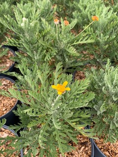 Marguerite des savanes - EURYOPS pectinatus - Vivace