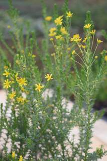 Euryops - EURYOPS virgineus - Vivace