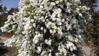 Exochorda - EXOCHORDA macrantha 'The bride' - Arbuste