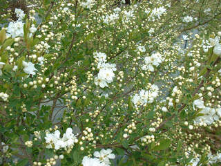 Arbre aux perles - EXOCHORDA macrantha - Arbuste