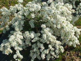 Exochorda macrantha The Bride