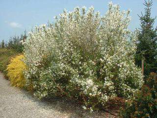 EXOCHORDA racemosa 2