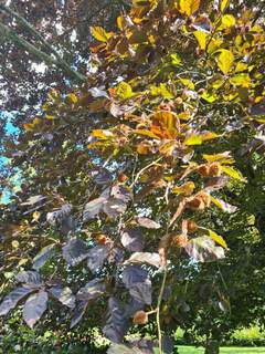 Fagus sylvatica Purpurea (2)