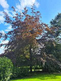 Fagus sylvatica Purpurea