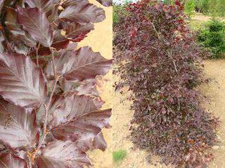 Hêtre pourpre - FAGUS sylvatica 'Purpurea' - Kit haie