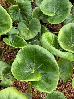 Ligulaire géante du Japon - FARFUGIUM japonicum 'Giganteum' - Vivace