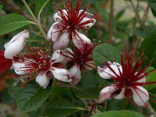 Goyavier du Brésil - FEIJOA sellowiana - Arbuste