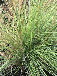 Fétuque - FESTUCA  amethystina - Graminées