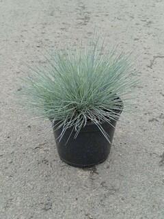 Fétuque bleue - FESTUCA glauca 'Festina' - Graminées