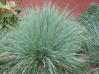 Festuca amethystina 