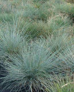 Fétuque bleue - FESTUCA glauca - Graminées