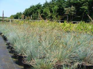 Fétuque bleue - FESTUCA glauca 'Blue Select' - Graminées