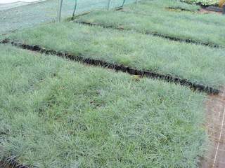 Fétuque bleue - FESTUCA glauca 'Elijah Blue' - Graminées