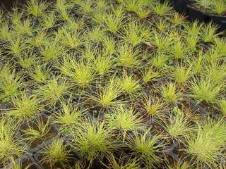 Fétuque - FESTUCA glauca 'Golden Toupee' - Graminées