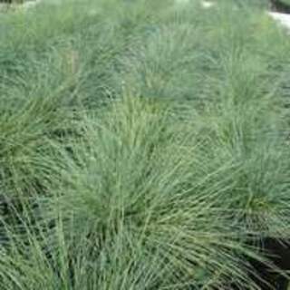 Festuca Blue Select