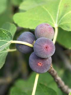 Ficus carica - FIGUIER nain 'Figality®' - Arbre fruitier