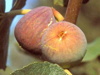 Ficus carica - FIGUIER 'Grise de Tarascon' - Arbre fruitier
