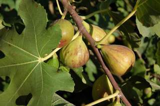 Ficus carica - FIGUIER 'Madeleine des 2 saisons' - Arbre fruitier