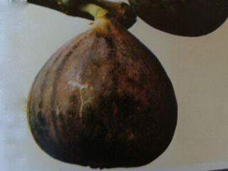 Ficus carica - FIGUIER 'Rouge de Bordeaux' - Arbre fruitier