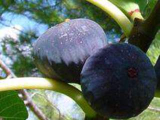 Ficus carica - FIGUIER 'Violette de Solliès' - Arbre fruitier