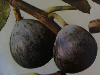 Ficus carica - FIGUIER 'Violette dauphine' - Arbre fruitier