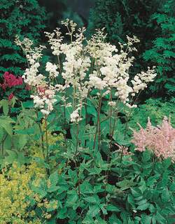 Filipendula-ulmaria-`Plena`