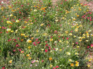 Fleurs rustiques