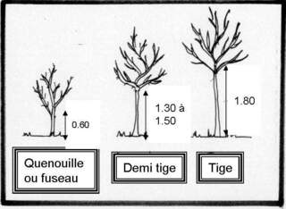 Forme palissée