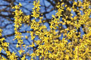 Forsythia - FORSYTHIA intermedia 'Lynwood gold' - Arbuste