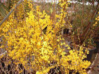 FORSYTHIA lynwood gold