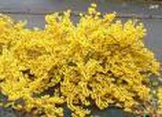 FORSYTHIA 'Marée d'Or'@