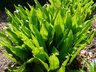 Langue de cerf - ASPLENIUM scolopendrium - Vivace