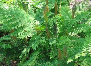 Osmonde royale - OSMUNDA regalis - Vivace