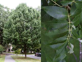 Frêne blanc - FRAXINUS americana - Arbre