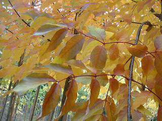 Fraxinus Cimarron