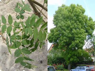 Frêne commun - FRAXINUS  excelsior - Arbre